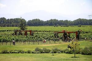 landskap och detaljer av de skön vingårdar av chile foto