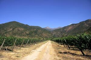 landskap och detaljer av de skön chilenska vingårdar foto