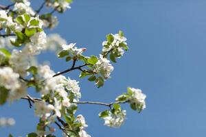 äpple blomma över natur bakgrund, skön vår blommor foto