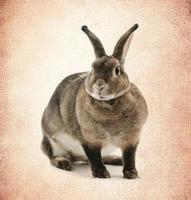 bedårande kanin på gammalt papper foto