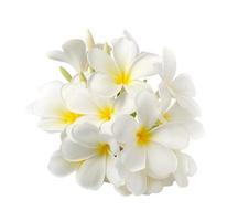 frangipani blomma isolerad på vitt på vit bakgrund foto