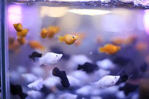 simning färgrik guldfisk skola i akvarium tank foto