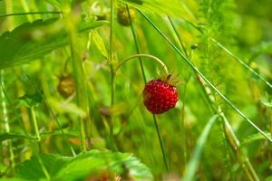 vilda bär. riktiga jordgubbar i grönt gräs. foto
