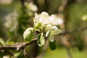 blomning äpple träd grenar med vit blommor närbild. foto