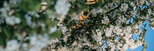 blomning äpple träd grenar med vit blommor närbild. foto