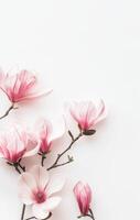 ai genererad blomning magnolia blommor mot en ljus vit bakgrund i springtime foto