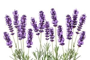 ai genererad lavendel- blommor isolerat på vit bakgrund foto