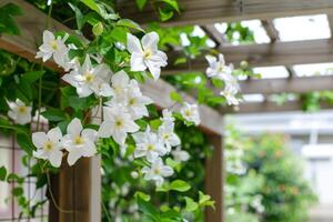 ai genererad vit clematis blommor på galler foto