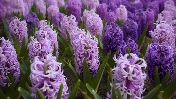 ai genererad säng av violett lila hyacint blommor tagen på lutande vinkel foto