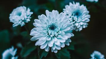 ai genererad blå och vit blommor krysantemum i vattenfärg, suddigt bakgrund foto