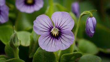 ai genererad Foto stänga upp skott avslöjar de invecklad detaljer av violett blomma