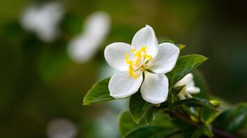 ai genererad jasmin blomma skönhet markerad med selektiv fokus på bakgrund foto