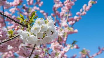 ai genererad utomhus- springtime natur med vit körsbär blomma, blå bakgrund foto