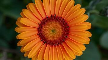 ai genererad ljus vibrerande orange gerber daisy blomma i stänga upp skott foto