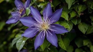 ai genererad stänga upp mång blå clematis blomma, några kronblad i fokus foto