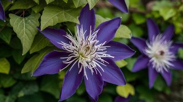 ai genererad stänga upp mång blå clematis blomma, några kronblad i fokus foto