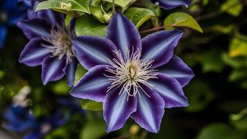 ai genererad stänga upp mång blå clematis blomma, några kronblad i fokus foto