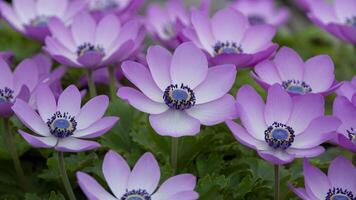 ai genererad makro vår Foto av skön blå blomma anemoner