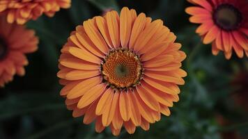 ai genererad stockbild stänga upp skott slingor ljus vibrerande orange gerber daisy blomma foto