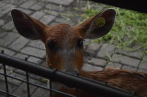 solbelyst matning rådjur, livmoderhalsen elaphus, rådjur med ny växande horn vänd de kamera i natur bevara. gräsätande varning från sida se med kopia Plats. liggande djur- med brun päls i en hö fält. foto