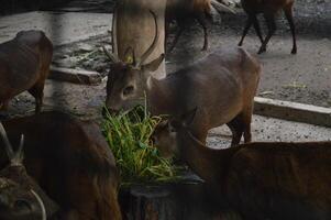 solbelyst matning rådjur, livmoderhalsen elaphus, rådjur med ny växande horn vänd de kamera i natur bevara. gräsätande varning från sida se med kopia Plats. liggande djur- med brun päls i en hö fält. foto