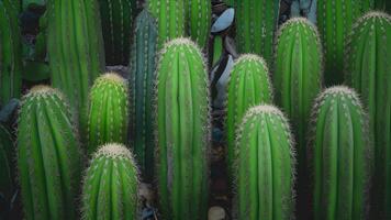 ai genererad stänga upp kaktus textur bakgrund erbjudanden invecklad naturlig mönster foto