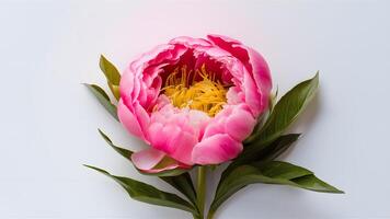 ai genererad skön färsk rosa pion blomma isolerat på vit bakgrund foto