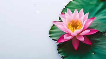 ai genererad lugn fångad förbi rosa vatten lilja lotus mot vit bakgrund foto