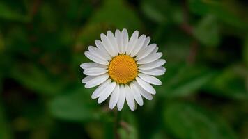 ai genererad hand tillverkad klippning väg isolat daisy blomma på vit foto