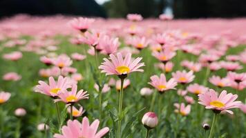 ai genererad mjuk fokus vår äng med rosa prästkragar, abstrakt blommig foto