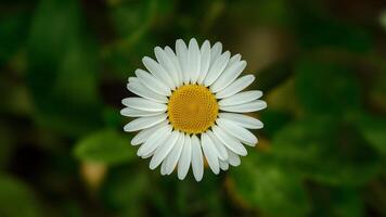 ai genererad isolerat daisy blomma med noggrant hand tillverkad klippning väg foto