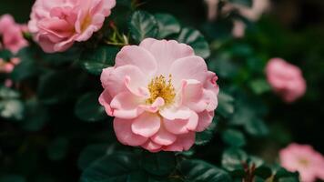 ai genererad reste sig blomning i sommar trädgård, rosa blommor blomstrande utomhus foto