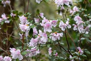 en träd med rosa blommor är visad i de bild foto