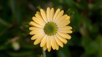 ai genererad stockphoto gul daisy blomma med grön Centrum isolerat på vit foto