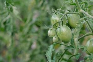 växande de tomater. omogen tomater i de vegetabiliska trädgård. foto