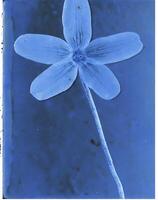 ai genererad en platt skanna av en cyanotype av en blomma med blå papper foto