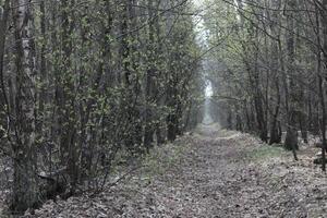 natur bakgrund Foto