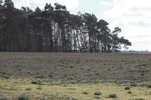 natur bakgrund Foto