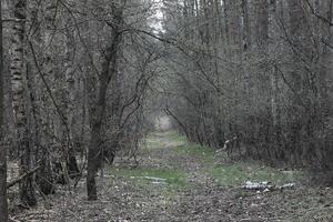 natur bakgrund Foto