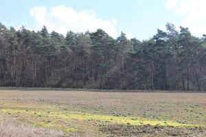 natur bakgrund Foto