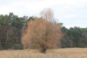 natur bakgrund Foto