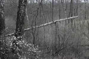 natur bakgrund Foto