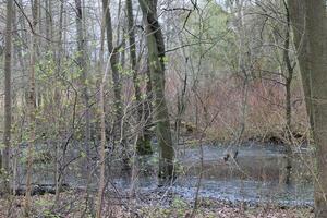 natur bakgrund Foto