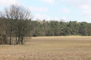 natur bakgrund Foto