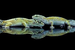 två leopard gecko eller eublepharis macularius foto