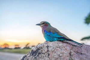 en stor fågel flygande över en sten med dess vingar spridning foto