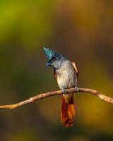 en fågel med en blå huvud och orange näbb Sammanträde på en gren foto