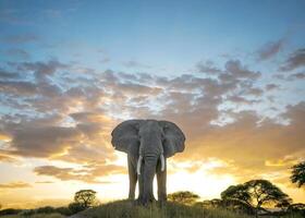ett elefant står på en kulle i främre av en solnedgång foto