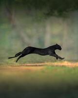 svart panter löpning i de skog foto