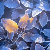 ai genererad extrem vinter- skönhet frost täckt löv i en lugn snöig miljö för social media posta storlek foto